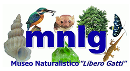 museonaturalisticoliberogatti